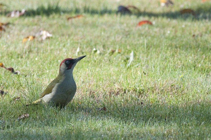 Les oiseaux du jardin... - Page 2 Ao_1610