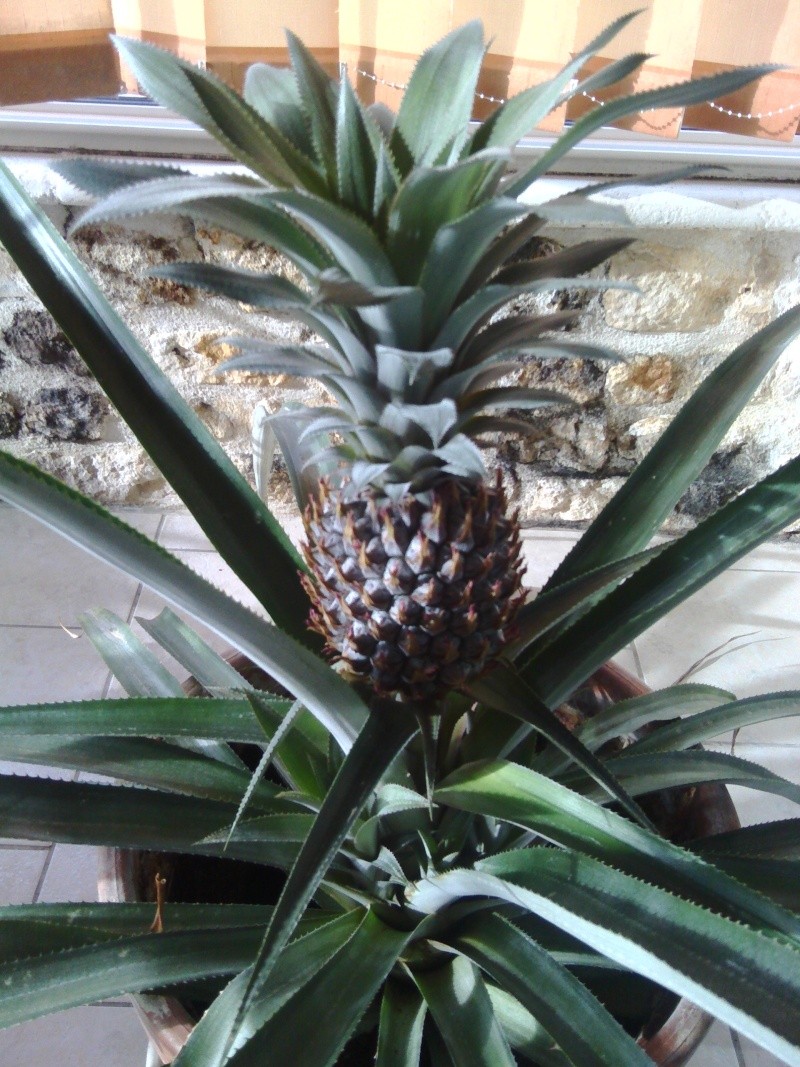 la nana aux ananas!!!!!!!!!!!!!!! - Page 4 004_214