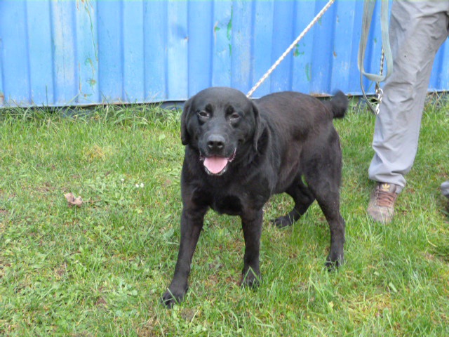 VICKING  Labrador  10 ans  -   SPA DE  POITIERS  86 14495710