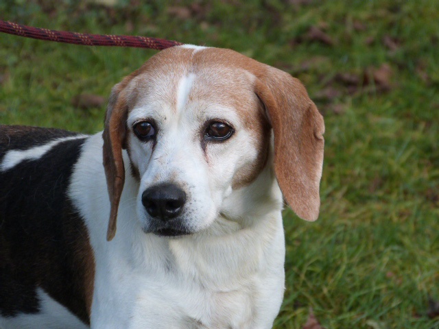 VIRENQUE  Beagle  10 ans    SPA DE  POITIERS  86 23313010