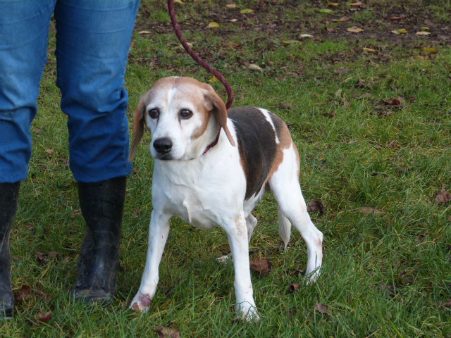 VIRENQUE  Beagle  10 ans    SPA DE  POITIERS  86 48595610