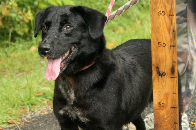 SALMA  - x labrador 8 ans (5 ans de refuge) Refuge de l'Angoumois à Mornac (16) Salma310