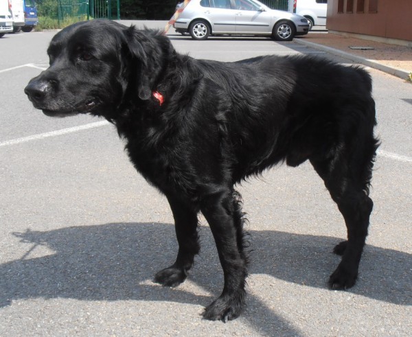 VIVALDI - x labrador noir 9 ans (épileptique, a un traitement à vie) - Spa de Brugheas (03) Vivald10