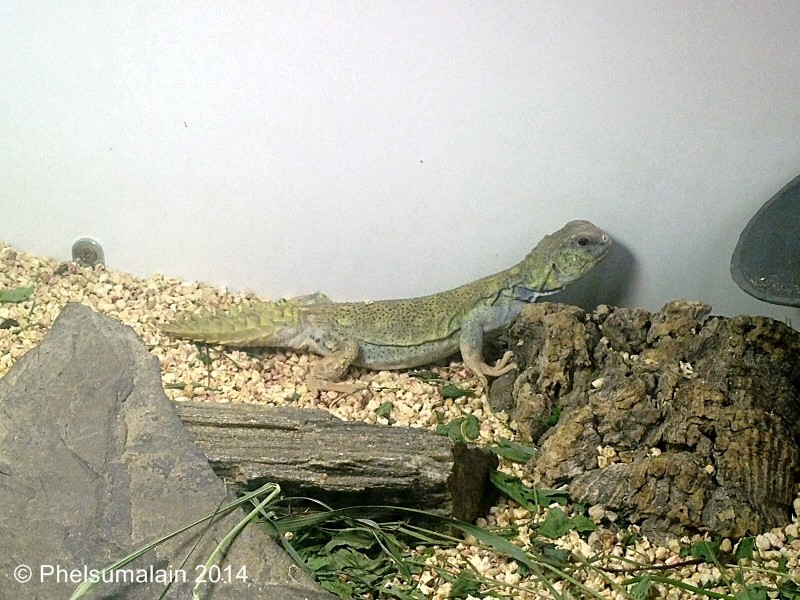 Uromastyx princeps Uprinc15