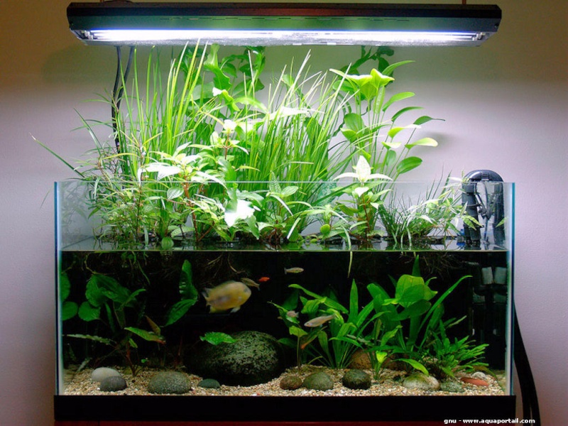 Mur végétal avec aquarium de 320L ---> Paludarium - Page 8 Ripari10