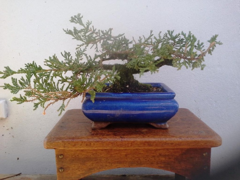 Juniperus horizontalis Junipe10