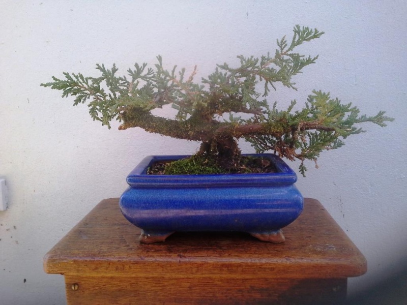 Juniperus horizontalis Junipe11