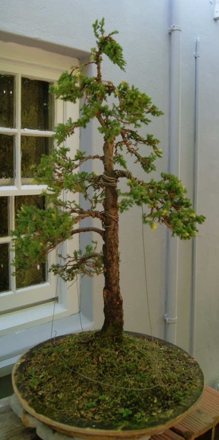 Andre`s Formal Upright Juniperus Snowflake Junipe16