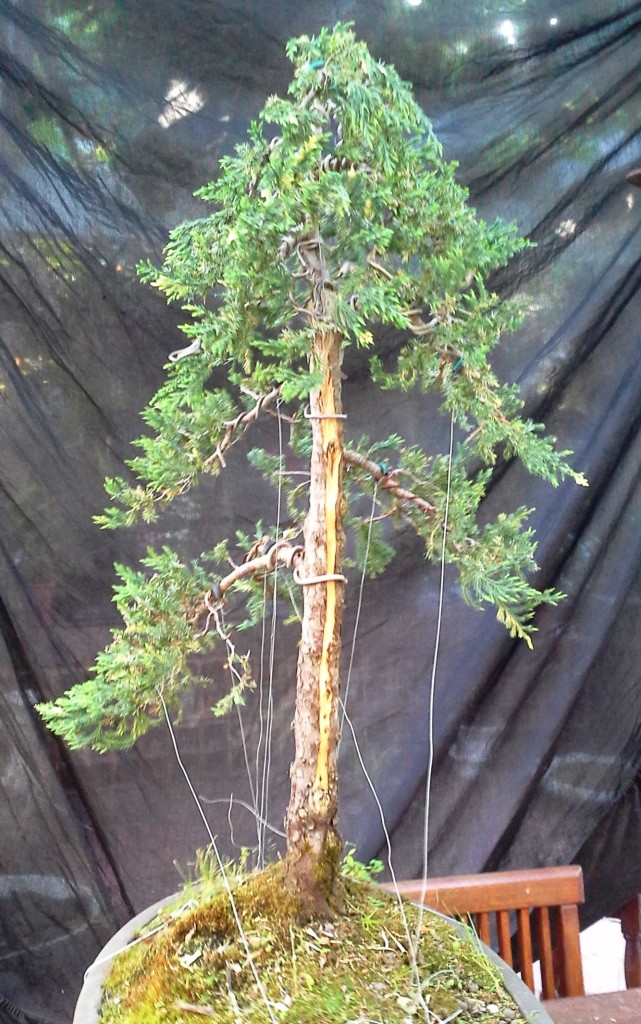 Andre`s Formal Upright Juniperus Snowflake Junipe20