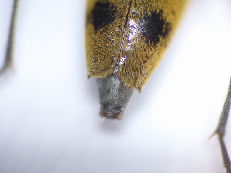 Jolie coléoptère dorée à tâche noire P1020312