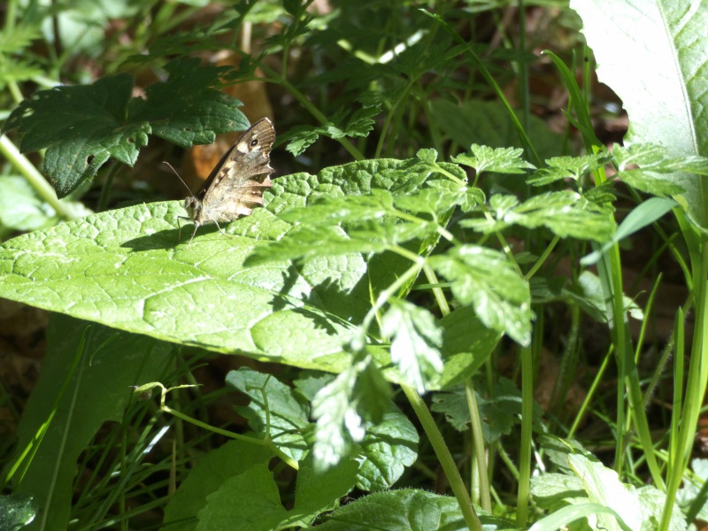 Papillon forestier Papill24