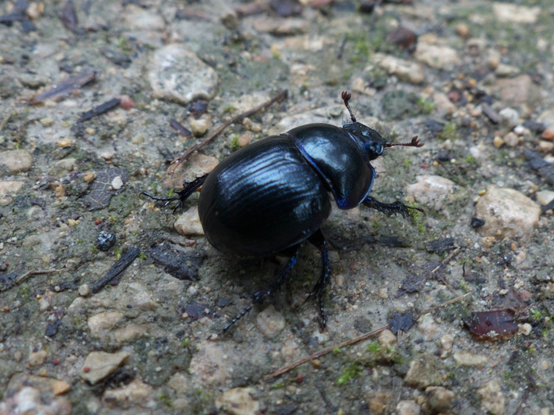 Scarabées en forêt Scarab12