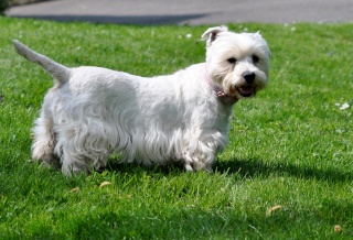 CHANEL (West Highland White terrier) - Page 2 2014-016