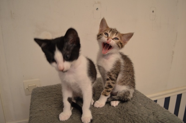 JOKE, chatonne tigrée et blanche, née début Mai 2014 Dsc_0039