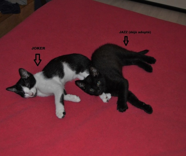 JOKER, chaton mâle noir et blanc, né le 05/05/14 Dsc_0124