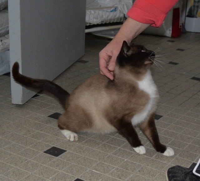 Gringo, chat croisé siamois fauve et blanc, né en 2011 Dsc_0145