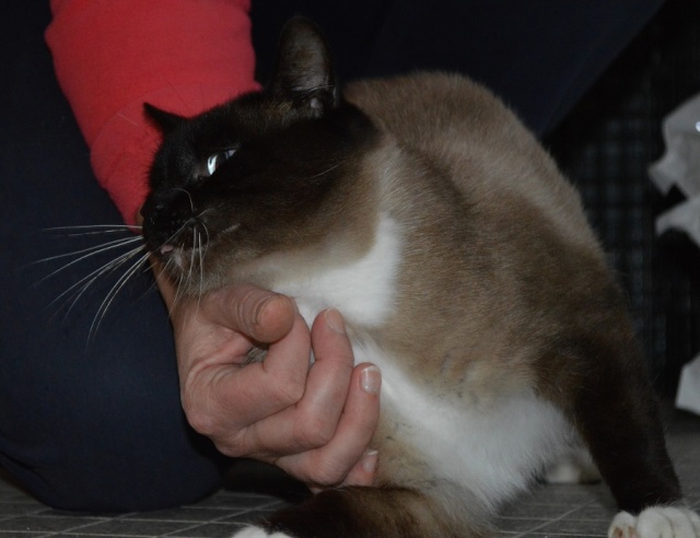 Gringo, chat croisé siamois fauve et blanc, né en 2011 Dsc_0146
