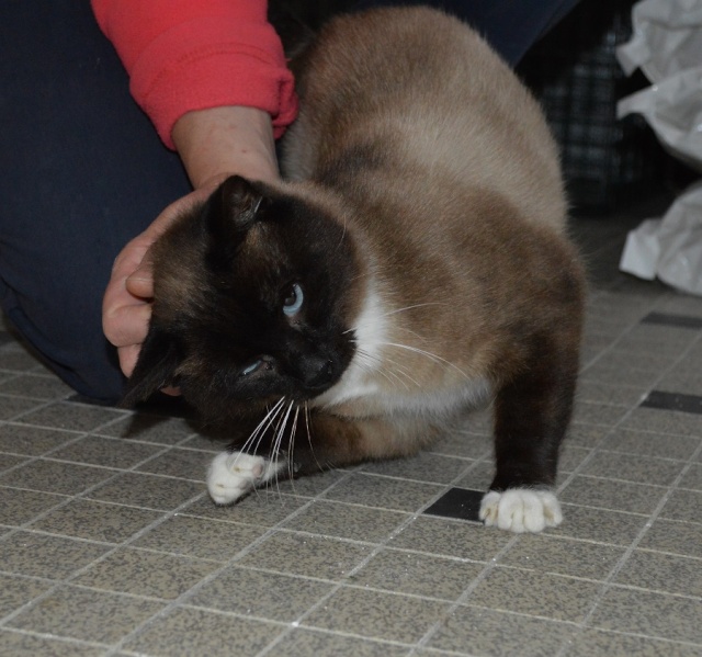 Gringo, chat croisé siamois fauve et blanc, né en 2011 Dsc_0147