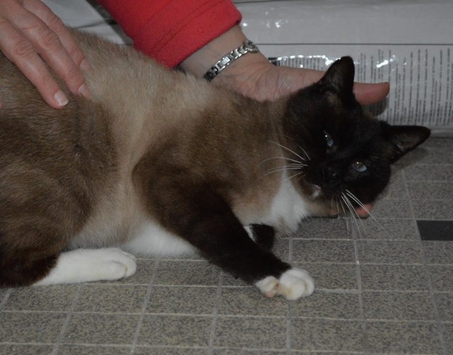Gringo, chat croisé siamois fauve et blanc, né en 2011 Dsc_0148