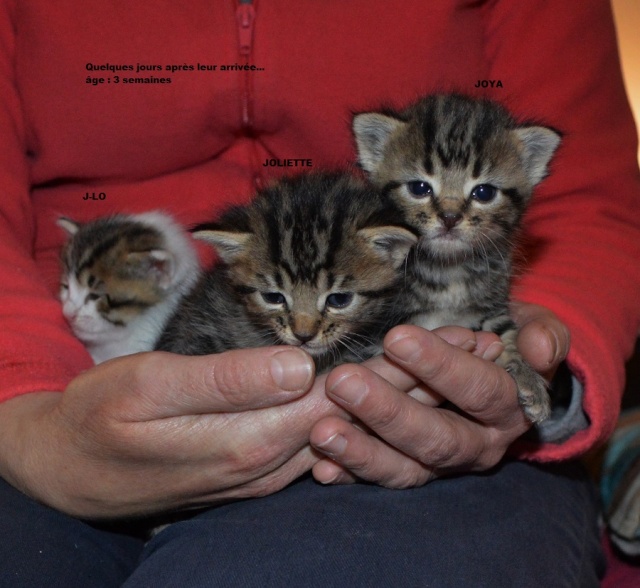 JOLIETTE, chatonne tigrée, née le 20/10/2014 Dsc_0207