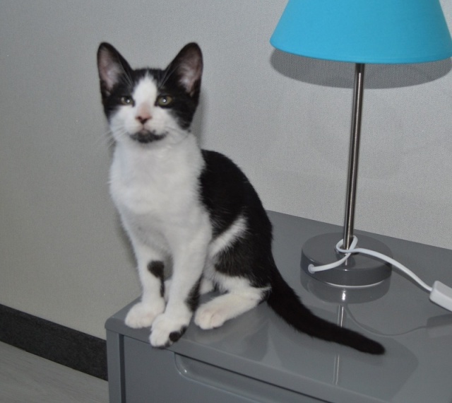 JOKER, chaton mâle noir et blanc, né le 05/05/14 Dsc_0229