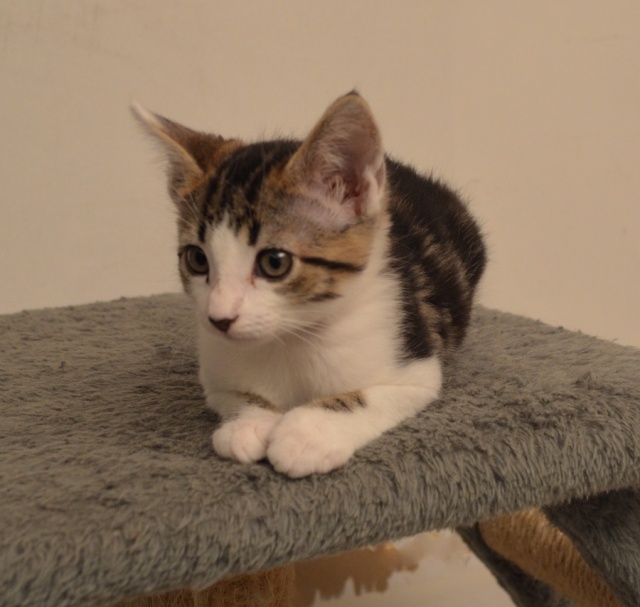 JABOUILLE, chatonne Tabby et Blanche, née le 20/10/14 (rebaptisée JUNE) Dsc_0245