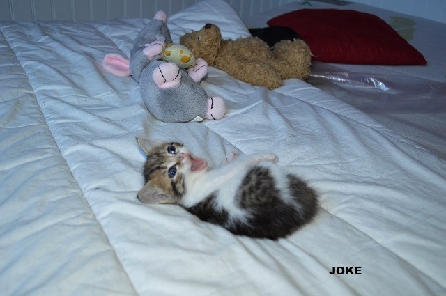 JOKE, chatonne tigrée et blanche, née début Mai 2014 Dsc_0333