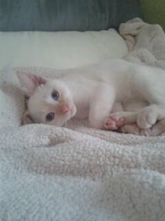 Hélico, chaton mâle blanc et roux né en juillet 2012 Helico11