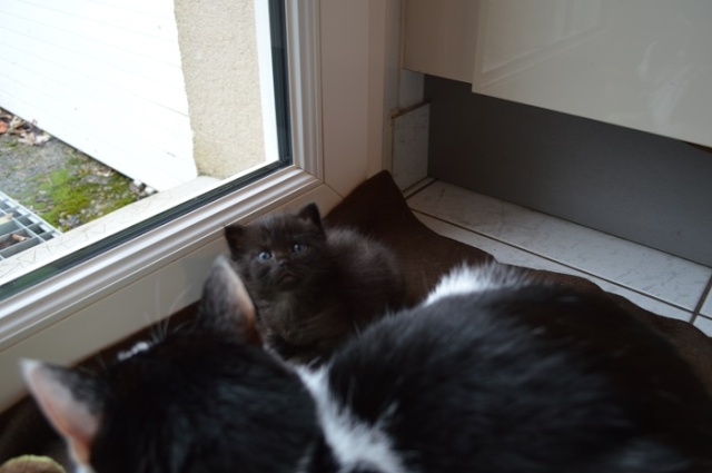 JESPER, chaton mâle noir "smoke", né le 25/04/14 Jesper19