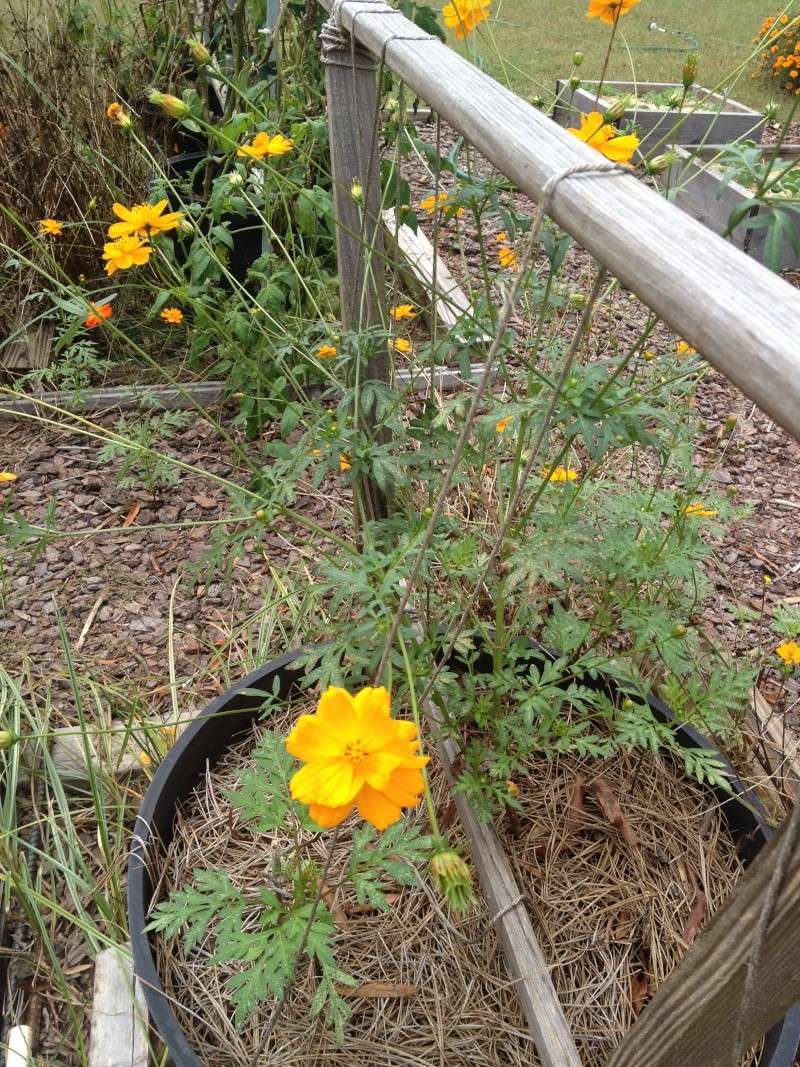 Volunteer Cosmos - 1st bloom 10/12/2014! Cosmos10