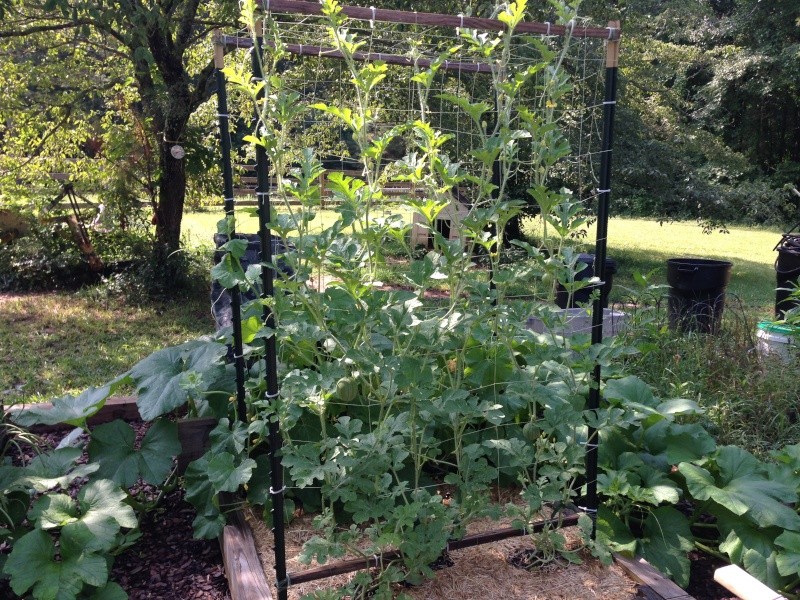 When to harvest? / Watermelon seedlings Waterm11