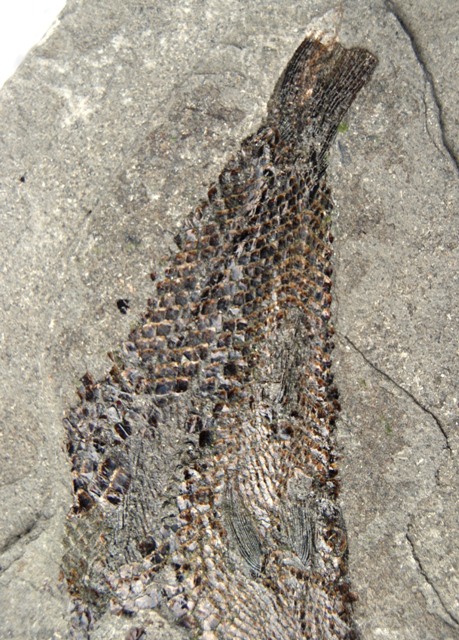 Lyme Regis finds including Pholidophorus (fish) Fish_t10