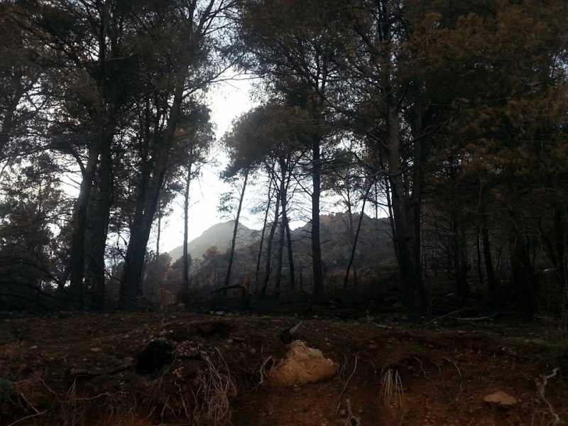 La forêt du cap Aokas, en voie de disparition! 1511