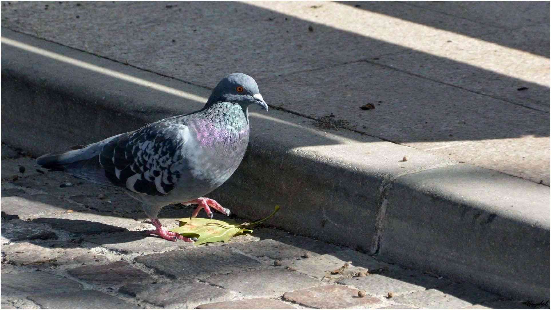 Pigeons Urbains 20141016