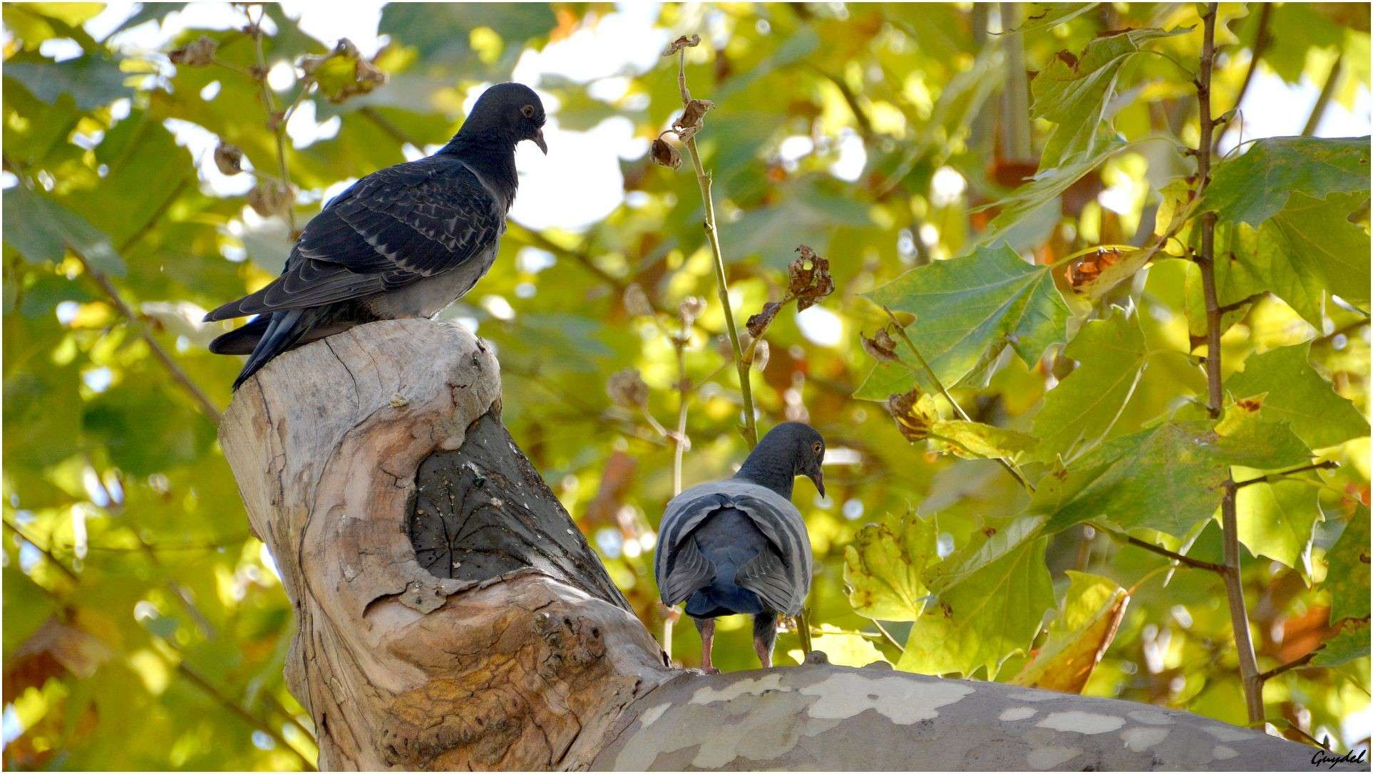 Pigeons Urbains 20141017
