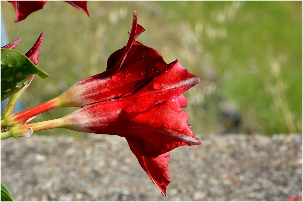 Dipladénia rose ... _2014018