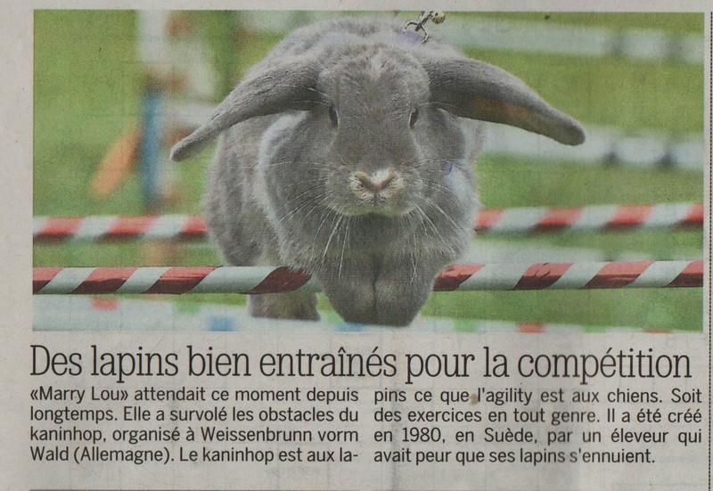 Dressage de lapinous Lapin_10