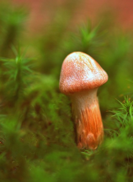 le champignon magique P8315810