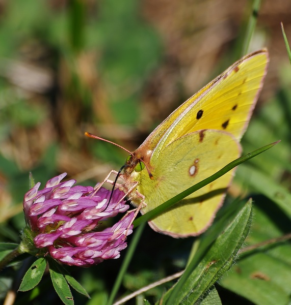papillon citron mâle P9306415
