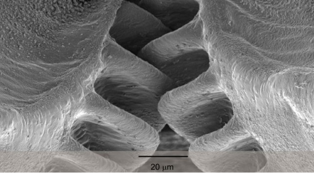 Working Gears in Plant-Hopping Insect - by evolution, or design? Evolut10