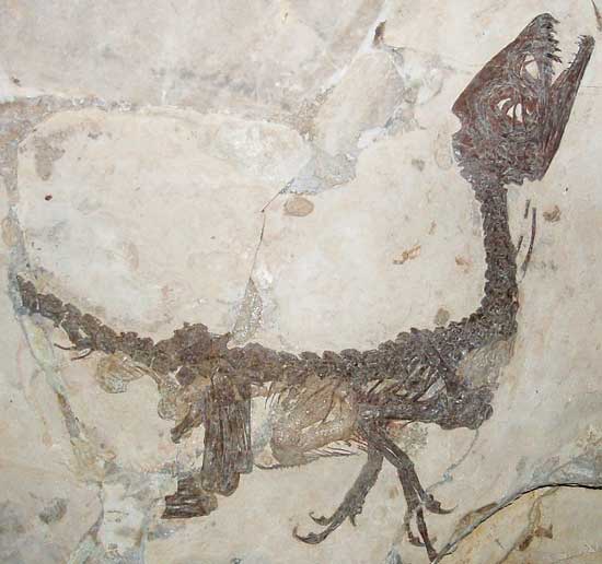 Carbon14dated dinosaur bones, non permineralized fossils, and soft
