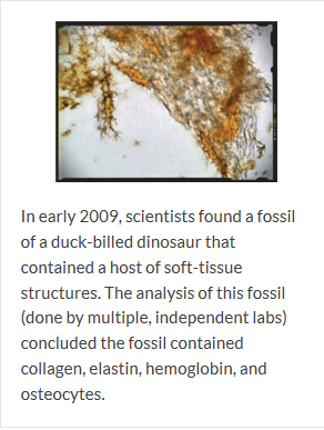 Can Fossils Be Carbon Dated : NephiCode: One Last Time—Radiocarbon Dating is Inaccurate ... / Carbon dating is used to determine the age of biological artifacts up to 50,000 years old.