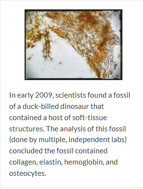 Carbon-14-dated dinosaur bones, non permineralized fossils, and soft tissue like proteins are evidence of young fossils Two_th10