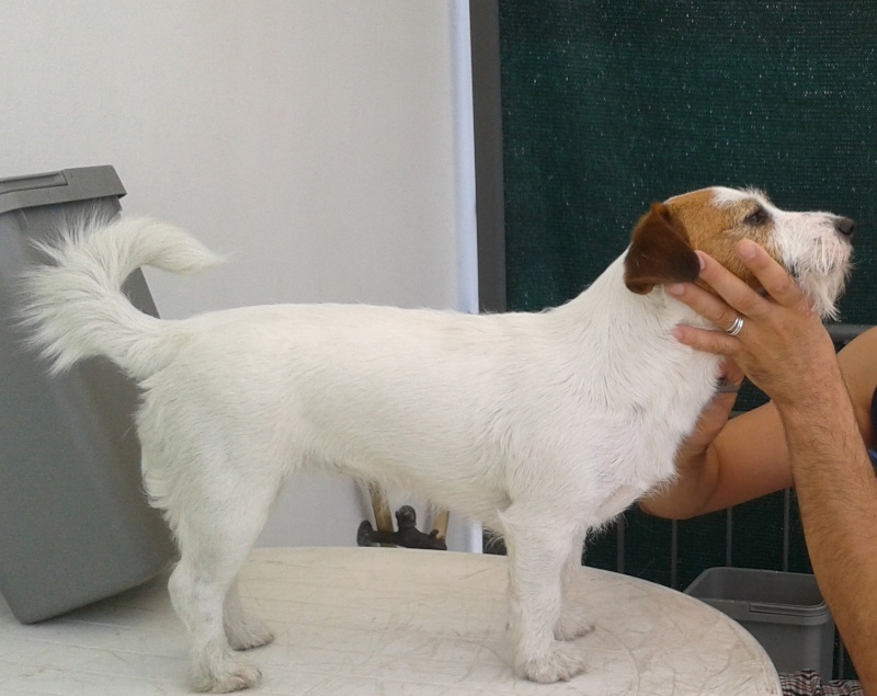 La toelettatura del Jack Russell Terrier a pelo ruvido. 2013-010