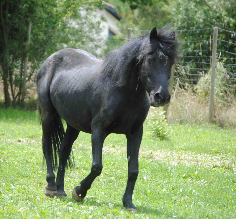 CHARLIE - ONC poney née en 1999 - adoptée en janvier 2013 par mammiemitsou - Page 3 1410