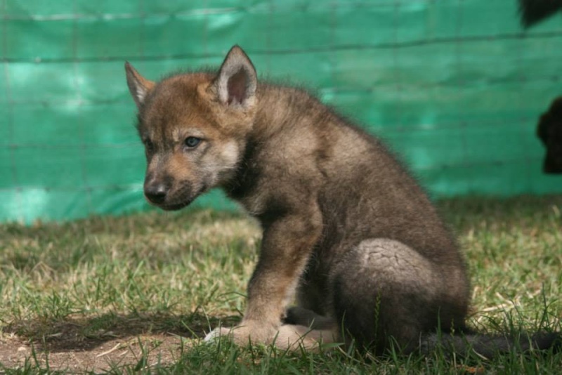 American/European Wolfdog: chien-loup américains et européens et autres hybrides - Page 2 11519_10