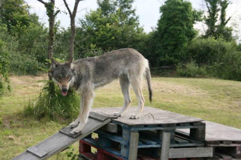 American/European Wolfdog: chien-loup américains et européens et autres hybrides - Page 2 13752410