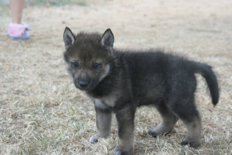 American/European Wolfdog: chien-loup américains et européens et autres hybrides - Page 2 Salane10