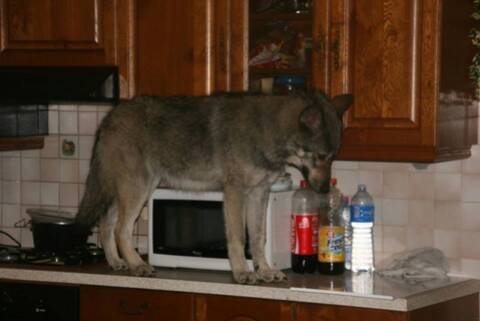 American/European Wolfdog: chien-loup américains et européens et 