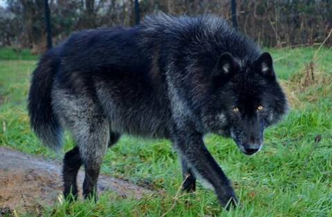 American/European Wolfdog: chien-loup américains et européens et autres  hybrides - Page 2